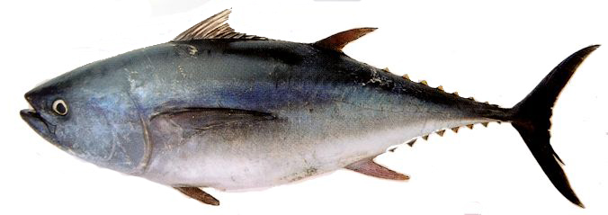 Thunnus thynnus_06.jpg